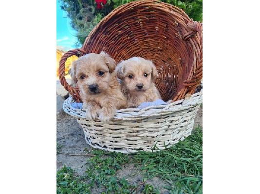 Κουτάβια Maltipoo